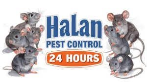 مكافحة الفئران والقوارض في مصر